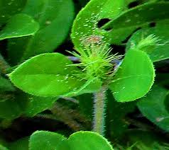 Image result for Blepharis maderaspatensis