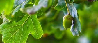 Image result for white oak leaf