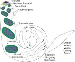 Image result for Meiosperma debile
