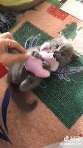 Happiness rating is 57 out of 10057. Samc Animal Clinic Kolombong Home Facebook