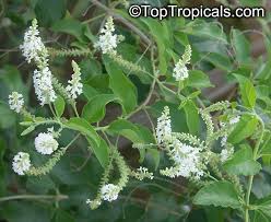 Image result for Lannea virgata