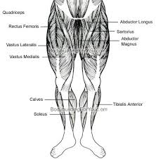 legs muscle chart front jpg anatomy your fingertips