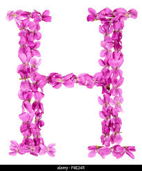 H name dp|#h #letter dp| h #alphabet dp for whatsapp| h alphabet dpz| h#name dp pic| h name dp image. Letter H From Alphabet From Flowers Of Violet Isolated On White Background Stock Photo Alamy
