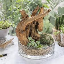 Natural Driftwood Bogwood Set For Terrarium Succulents Etsy In 2020 Succulent Landscaping Succulent Terrarium Air Plants