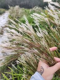 Image result for Andropogon eucomus
