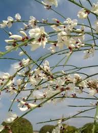 Image result for Retama monosperma