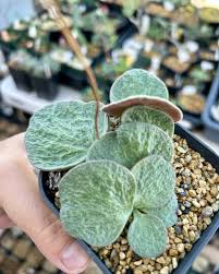 Image result for Trochomeria polymorpha