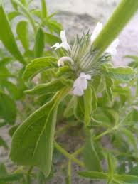 Image result for Acrotome inflata