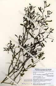 Image result for Aeschynomene sp. B