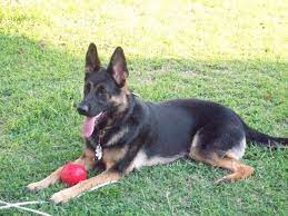 Black short haired german shepherd. Pin By Kool Bandit On German Shepherd German Shepherd Dogs German Shepherd Training Short Haired German Shepherd