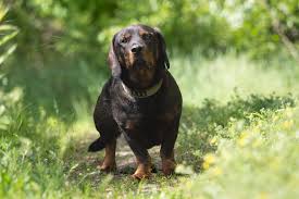 Image result for alpský brakýř jezevčíkovitý