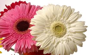 Image result for Gerbera piloselloides
