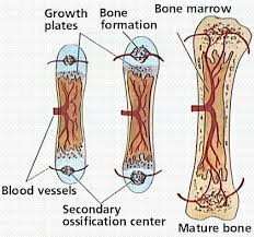 A long bone has two parts: Muscular And Skeletal Systems