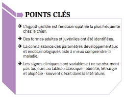 5 les anticorps anti thyroperoxydase tpo, qu'est ce que c'est ? Hypothyroidie Canine Vetopedia Conseils Veterinaires