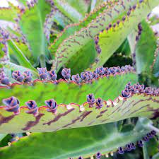 See full list on worldofsucculents.com Kalanchoe Daigremontiana Wikipedia