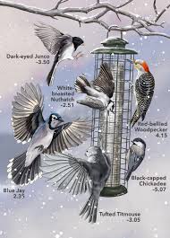 When 136 Bird Species Show Up At A Feeder Which One Wins