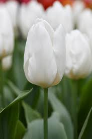 Tulipa Single Early 'White Prince' Tulip from ADR Bulbs