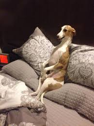 Cuco Watching Tv In Bed Love This Dog Owned By Angel Silva Whippet Whippet Dog Grey Hound Dog
