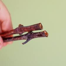 Image result for grapevine cuttings
