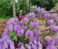 We did not find results for: Febeth Diary Of A Domesticated Blogger A Beautiful Azalea Garden By The Lake