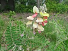 Image result for Tephrosia multijuga