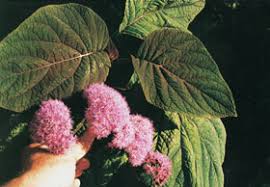 Image result for Bartlettina