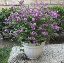 Check spelling or type a new query. How To Plant Lilacs For Stunning Spring Blooms