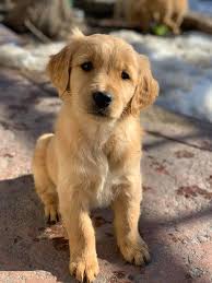 If you are interested in one of our future. Henry The Wise Golden Retriever Puppies Of Colorado Facebook
