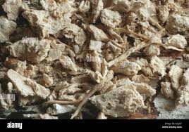 Image result for Xysmalobium