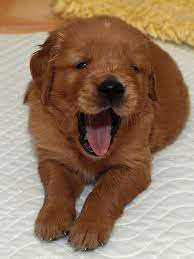 Golden Retriever Puppies Retriever Puppy Dog Yawning Puppies