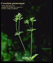 Image result for Cerastium glomeratum