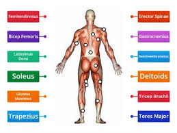 Joints, movements and muscles 13. Label Muscular System Teaching Resources