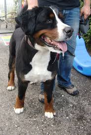 Berner sennenhund welpen 2 weibchen und 2 rüden.der vater ist ein wunderschöner berner sennenhund deckrüde mit papieren, der auch div reinrassige berner sennenhund welpen suchen ihr neues zuhause! Trend Zur Sommerfrisur Gretes Sennenhunde Blog