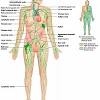 The main trunk of the lymphatic system, passing along the spinal column in the thoracic cavity and conveying a large amount of lymph and chyle into the venous. 1