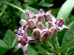 Maybe you would like to learn more about one of these? Flowers Of Bengal Bengal Bangla Flickr