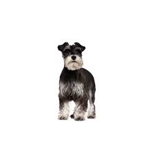 Our puppies are guaranteed to be in good health and free any. Standard Schnauzer Puppies Petland Dallas Tx