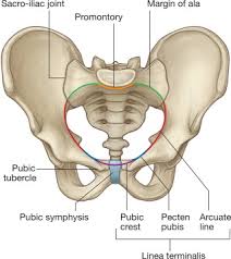 The poster shows the superficial muscles, skeletal system with surface anatomy. Pelvis An Overview Sciencedirect Topics