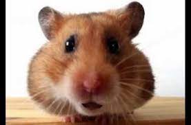 Pin By Ruth Boettcher On Birthday Videos Funny Happy Birthday Song Happy Birthday Song Birthday Songs