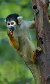 Squirrel Monkey In 2021 Amazon Animals Rainforest Animals Squirrel Monkey