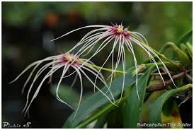 Flower photography of orchids and tropical flowers. Bulbophyllum Thai Spider