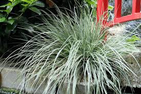 Image result for Carex