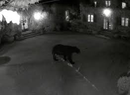 Prințul harry, duce de sussex (henry charles albert david; Pericol In Preajma LocuinÅ£ei Ducilor De Sussex PrinÅ£ul Harry Si Meghan Markle Au Fost AvertizaÅ£i Ursul Filmat Inainte De Atac