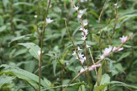 Image result for Persicaria