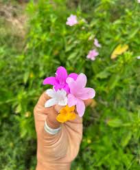 Image result for Barleria whytei