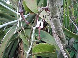 Image result for Ceropegia speciosa