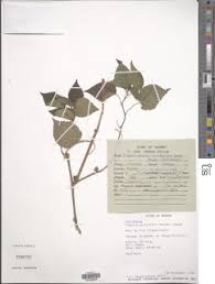 Image result for Laportea ovalifolia