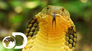 Slither through a new competitive version of snake and survive as long as you can! Longest Snake On Earth Eats A Deer Whole Wildest Islands Of Indonesia Youtube