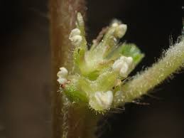 Image result for Pouzolzia parasitica