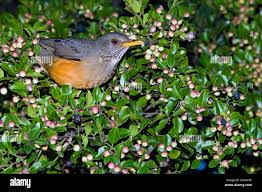 Image result for Scutia