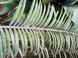 Image result for Encephalartos villosus